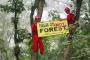Aktivis Profauna Bergelantungan di Pohon Selamatkan Hutan