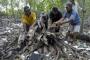 Presiden Tanam Mangrove di Angke Kapuk