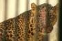 Pawang Didatangkan Untuk Periksa Jejak Macan Merapi