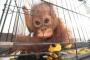 Orangutan Ongky Membaik, Ganti Nama Paulo
