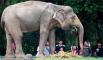Alih Fungsi Hutan Ancam Gajah Sumatera