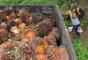 Indonesia, Malaysia Promosikan Kelapa Sawit Berkelanjutan di UE