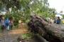 Puting Beliung Robohkan Belasan Pohon di Jatim