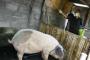 "Toilet" Khusus Untuk Babi Peliharaan