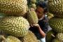 Mamuju Panen Durian