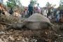 Lima Gajah Riau Diracun Sianida