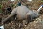 Anak Gajah Mati di Hutan Produksi Teramang