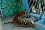 Harimau Kondisi Kritis Dirawat di Banda Aceh
