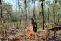 Aceh Kehilangan 24 Ribu Hektare Hutan Setiap Tahun
