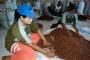 Pemprov Sulsel Kerja Sama Kakao Dengan Pabrikan di Banten