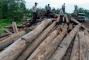 "Illegal Logging" Pemicu Kerusakan 65 Persen Hutan Babel