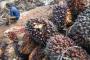 Indonesia Hasilkan 47 Persen Minyak Kelapa Sawit Dunia