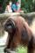 Orangutan dengan Transmiter Mulai Dilepasliarkan