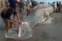 Ikan Paus Terdampar di Pantai Tasikmalaya