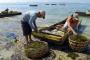 Petani Rumput Laut Dirugikan Perusahaan Minyak Montara