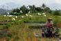 Penyusutan Lahan Pertanian di Bali 750 Hektare